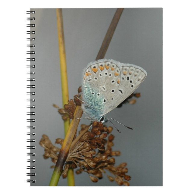 Caderno Espiral Laranja Branco Azul com Borboleta Preta (Frente)