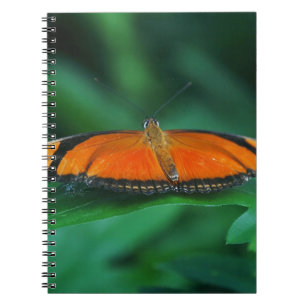 Caderno Espiral Laranja Brilhante e Borboleta Negra em Folha