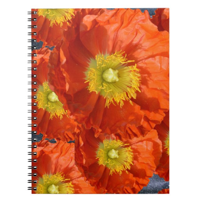 Caderno Espiral Laranja Brilhante Tangerina Paposa Flor Laranja Br (Frente)