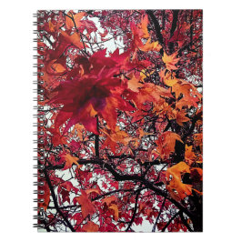 Caderno Espiral Laranja e folhas vermelhas