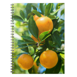 Caderno Espiral Laranjeira em Frutificação