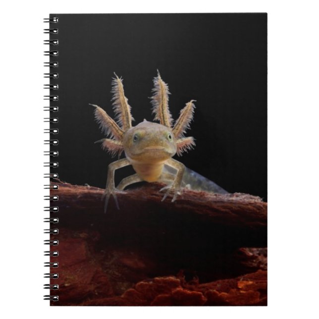 Caderno Espiral Larve com crista do newt (Frente)