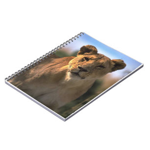 Caderno Espiral Leão Amante Mulher Leão