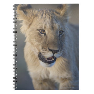 Caderno Espiral Leão Cub (Panthera Leo) Namíbia