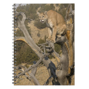 Caderno Espiral Leão-da-montanha, também conhecido como puma, coug