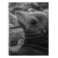 Leão-do-Mar Olhando para trás - Fotografia da faun