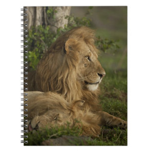 Caderno Espiral Leão, Panthera leo, Lower Mara, Masai Mara GR,
