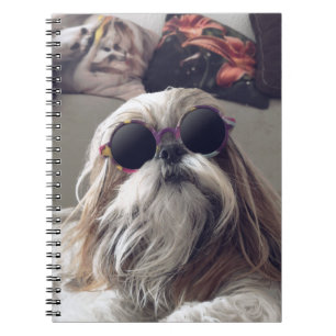 Caderno Espiral Legal Shih Tzu longos óculos de sol