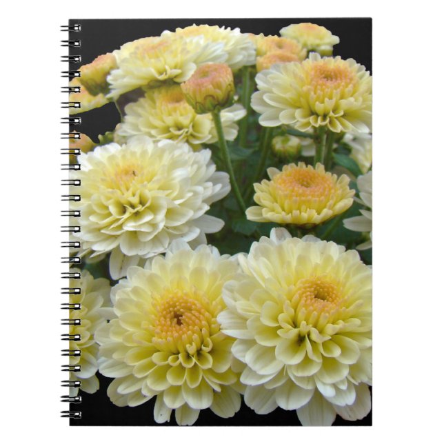 Caderno Espiral Lemon Meringue Chrysanthemums (Frente)