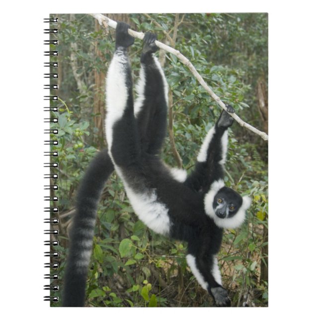 Caderno Espiral Lêmure-rufo-preto-e-branco, (Varecia (Frente)