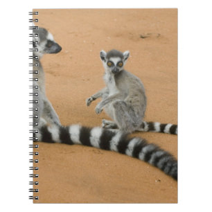 Caderno Espiral Lêmures-de-cauda-anelada, (Lemur catta), Berenty