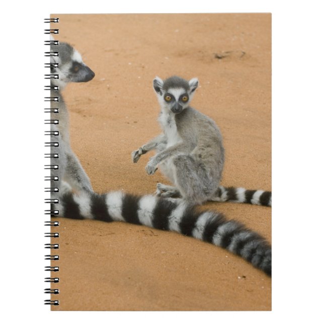 Caderno Espiral Lêmures-de-cauda-anelada, (Lemur catta), Berenty (Frente)