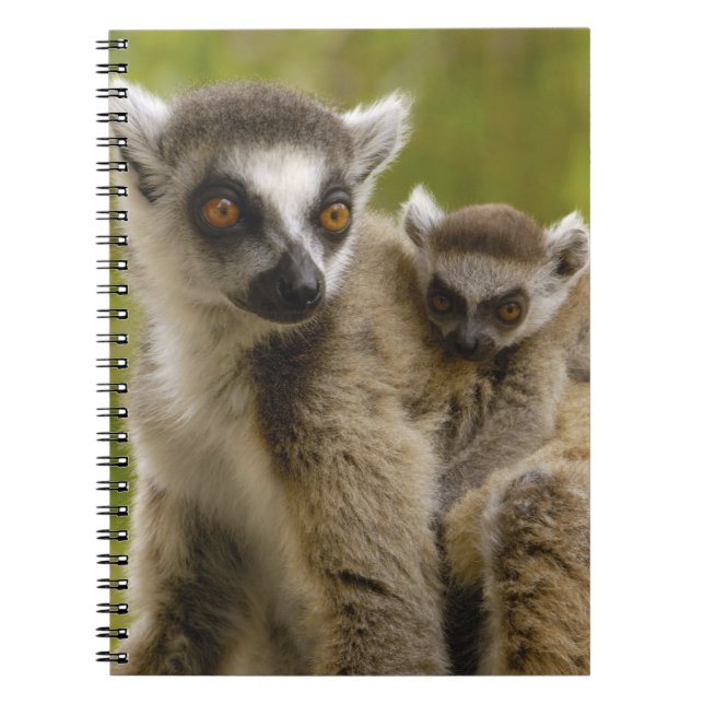 Caderno Espiral Lêmures (Lemur catta) Mãe e bebê. (Frente)