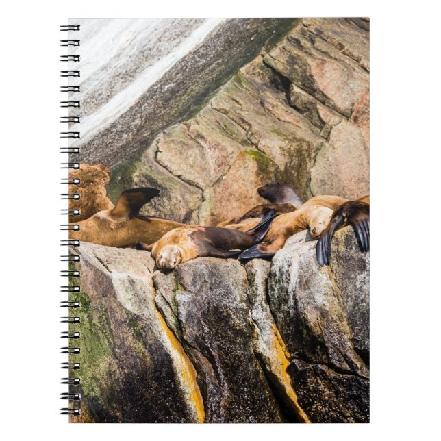Caderno Espiral Leões Do Mar Deitados Nas Rochas (Frente)