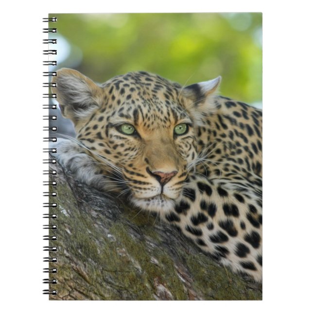 Caderno Espiral Leopardo em repouso (Frente)