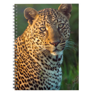 Caderno Espiral Leopardo Macho (Panthera Pardus) Filhote Adulto