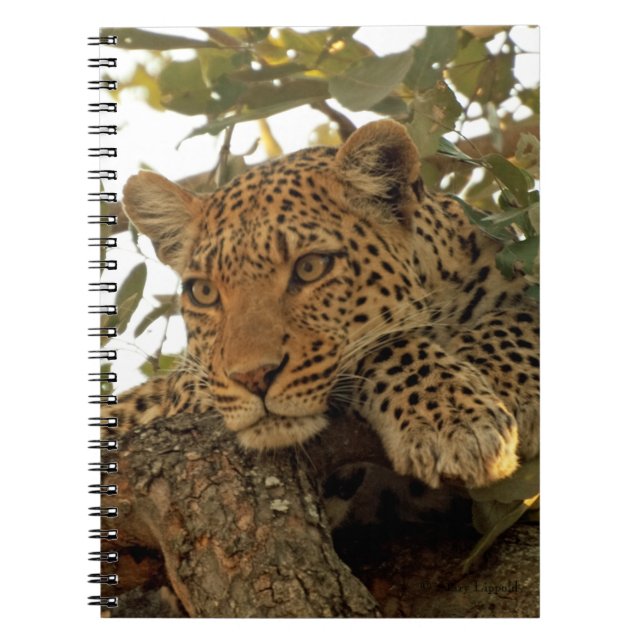 Caderno Espiral Leopardo Pensivo (Frente)