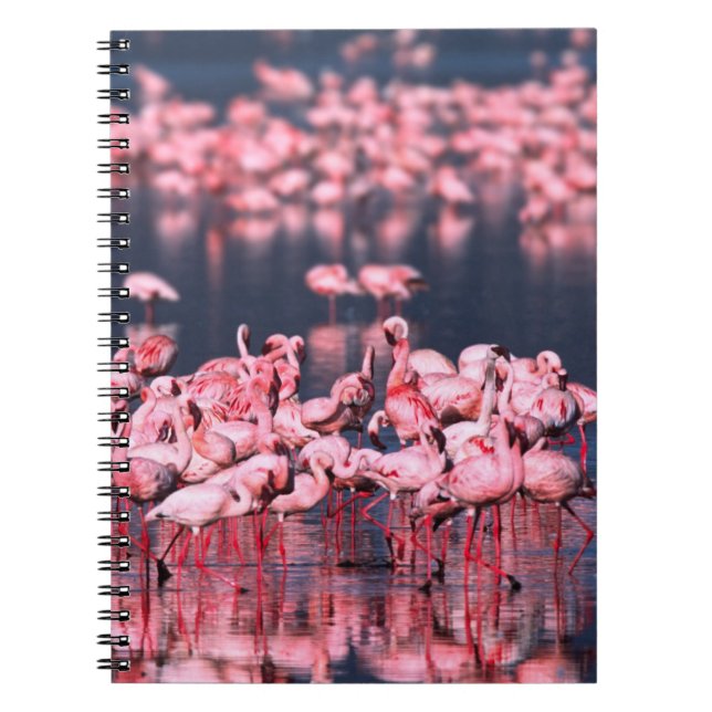Caderno Espiral Lesser Flamingos (Phoeniconaias minor), África, (Frente)
