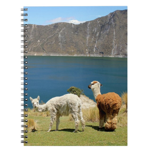 Caderno Espiral Lhamas (Frente)