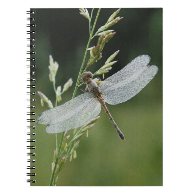 Caderno Espiral Libélula Darner coberta de orvalho (Frente)