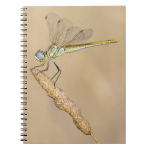 Caderno Espiral Libélula Skimmer Inseto Fêmea (CC BY 4.0) Notebo