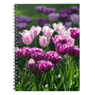 Caderno Espiral Lilás brilhante e tulipas cor-de-rosa num dia enso