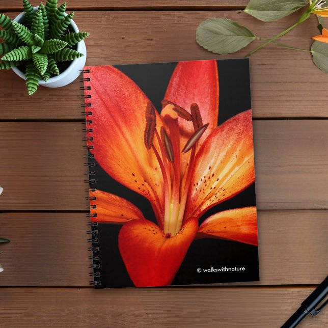 Caderno Espiral Lily Gran Paradiso, Linda Laranja Vermelha Asiátic (Red-Orange Asiatic Lily Gran Paradiso Journal Cover Photo)