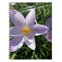 Linda flor de jardim roxa. 美丽的紫色花