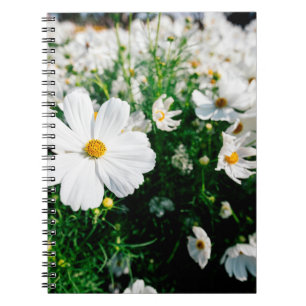 Caderno Espiral Lindas flores brancas do cosmos florescendo em jar