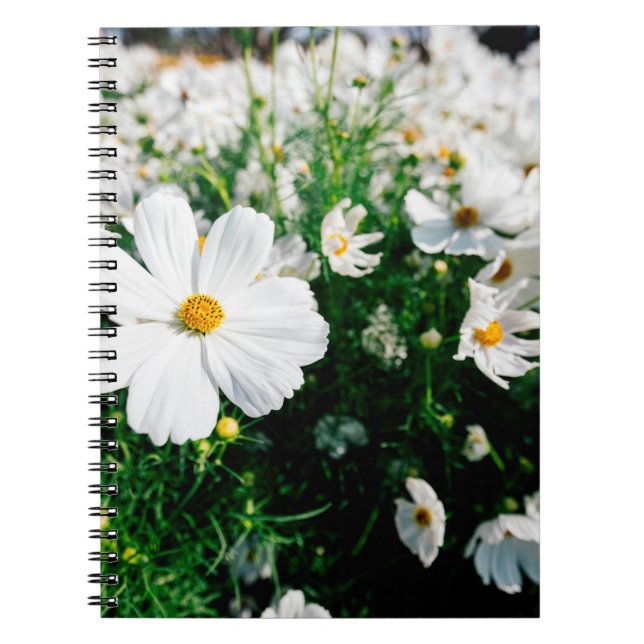 Caderno Espiral Lindas flores brancas do cosmos florescendo em jar (Frente)