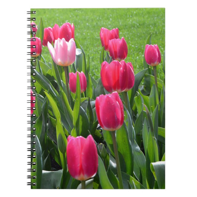 Caderno Espiral Lindas flores de tulipa rosa de primavera e folhas (Frente)