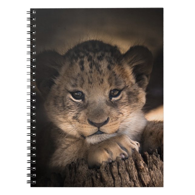 Caderno Espiral Lion Cub (Frente)