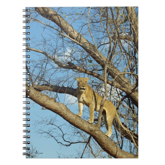 Caderno Espiral Lioness em uma árvore (Frente)