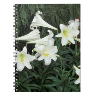 Caderno Espiral Lírio-de-páscoa (Lilium regale)