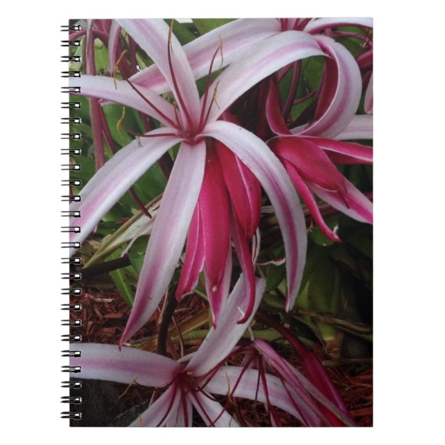 Caderno Espiral Lírio roxo de Crinum da rainha Emma (Frente)