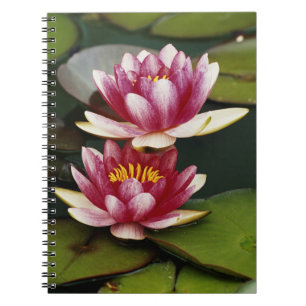 Caderno Espiral Lírios de água híbridos