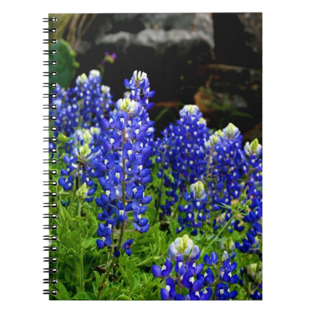 Caderno Espiral Livro de nota dos Bluebonnets de Texas (Frente)