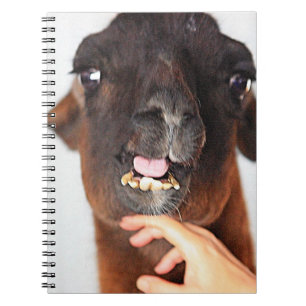 Caderno Espiral Llama