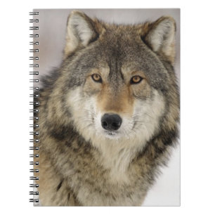 Caderno Espiral Lobo cinzento bonito grande no selvagem