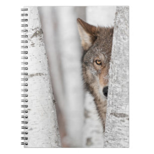 Caderno Espiral Lobo cinzento (lúpus de Canis) atrás da árvore