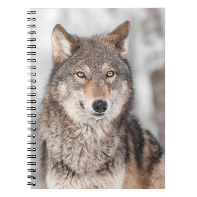 Caderno Espiral Lobo cinzento (lúpus de Canis) com uma parte (Frente)