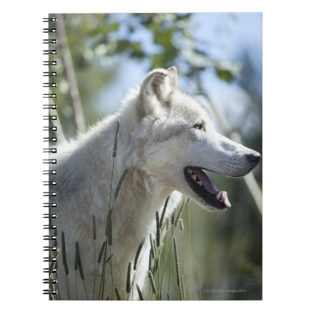 Caderno Espiral Lobo em Yellowstone 2 (Frente)