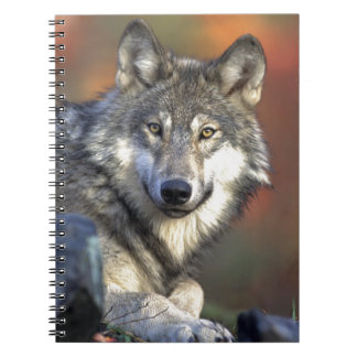 Caderno Espiral Lobo Gris