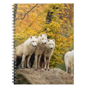 Caderno Espiral Lobos Brancos do Alasca na floresta
