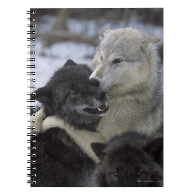 Caderno Espiral Lobos na neve | Montana, EUA (Frente)