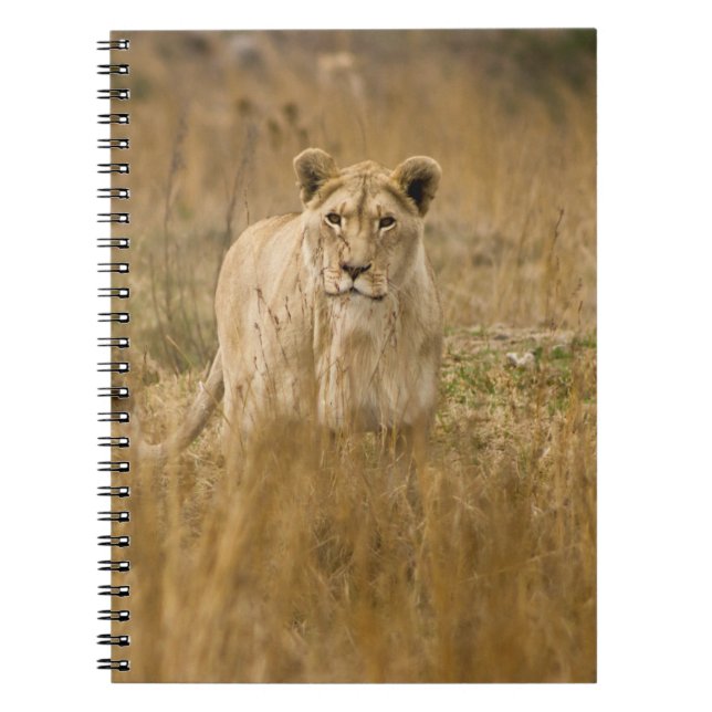 CADERNO ESPIRAL LONGAS NA GRAMA (Frente)