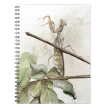 Louva-a-deus aquarela