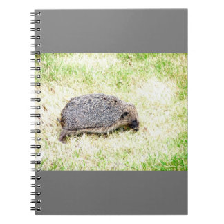 Caderno Espiral Love Hedgehogs