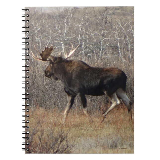 Caderno Espiral M8 Touro Moose em Pincel de escrutínio (Frente)