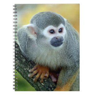 Caderno Espiral Macaco 004
